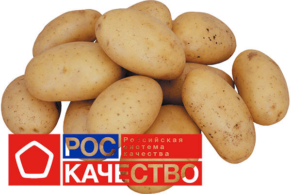 Роскачество рассказало, как правильно выбирать картошку